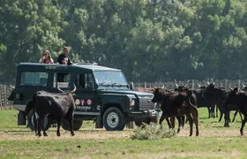 3.5 Hour Camargue 4x4 Safari from Le Grau-du Roi