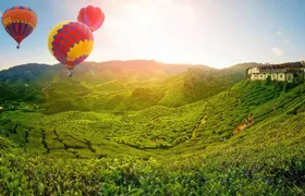 Full Day Cameron Highlands Nature Tour