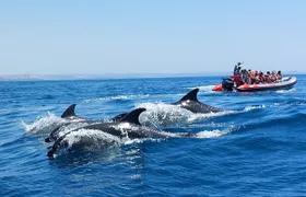 Dolphins Search and Benagil Caves from Albufeira
