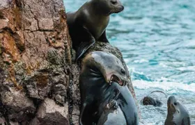 Ballestas Islands and Paracas National Reserve tour