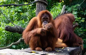 Morning at the Zoo with 1-way Transfer (Free & Easy)