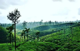 Hill Station Tour from Coimbatore to Valparai - 2 days