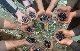 Full-day olive oil farm and Nicotera tour with Calabrian lunch