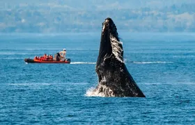 Winter Victoria Whale and Wildlife Zodiac Tour