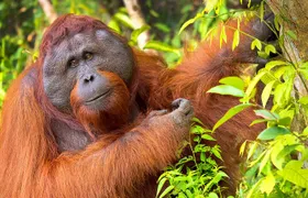 3 Days 2 Nights Wildlife Tanjung Puting