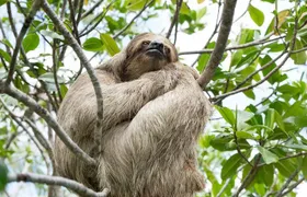 Monkeys and Sloth Hang Out with Island Tour in Roatan