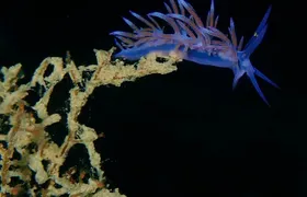 Nima Diving Center, Naxos, Greece