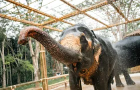 Half day elephant encounter from Phuket
