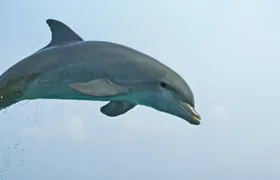 Kuching dolphin watching boat tour