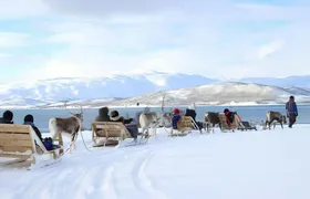 Sami Culture Experience with 10-Minute Reindeer Sledding