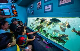 Glass Bottom Boat Ride in Redondo Beach