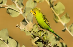 Pilbara Bird Tours