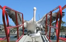 Albany Wildlife and Scenic Cruise