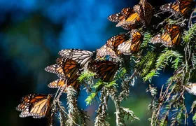 Monarch Butterfly Tour (Departing from Morelia)
