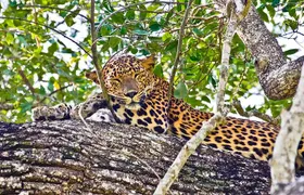 Yala Half Day Safari from Yala