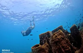 PRO-SNORKELING to Explore Hidden Coral Reefs (MAX 10 PAX)
