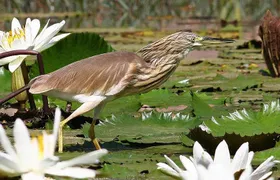Aswan Bird Watching Tour