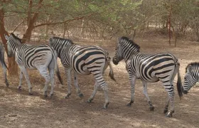Day tour Somone lagoon and Bandia park Safari