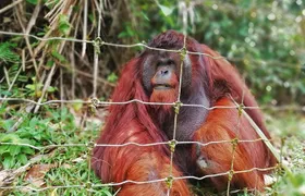 Private Tour: Ipoh Secrets Taiping Heritage & Orang Utan Island