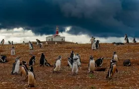 Magdalena Island Penguin Tour by Boat from Punta Arenas