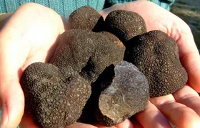 3-hour truffle hunting tour at Les Pastras