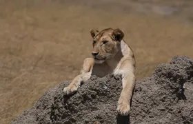 4 Days Group Camping Safari