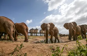 Ngutuni and Salt Lick two-day safari from Mombasa