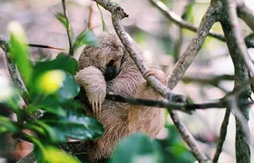 Monkeys & sloth hangout,Chocolate Factory,Rum Factory, island tour/Beach