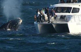 Boat Based Whale Watching from Hermanus