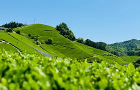 Uji and Wazuka Matcha Farm Half Day Private Guided Tour