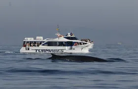 Tarifa whale and dolphin watching tour