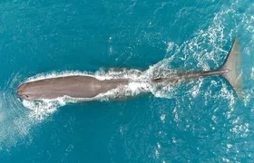 Kaikōura Whale Watching Scenic Flight (40 Minutes)