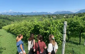 Premium Private Prosecco Hills Tour - 2 Wineries. Private tour.