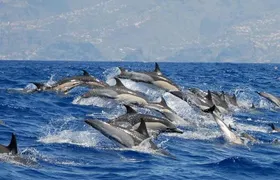 Whale and Dolphin Watching in Calheta, Madeira Island