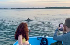 Morris Island Dolphin Cruise and Shelling Trip
