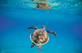 Catamaran and snorkelling cruise in Barbados with lunch