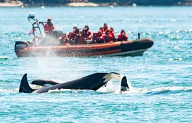 Summer Whale Watching Tour in a Zodiac Boat in Victoria