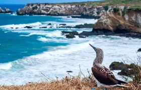 Tour to La Plata island and whales watching
