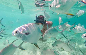 Punta Cana coral reef restoration and snorkelling experience