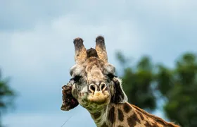 Mikumi National Park private one-day safari with flights