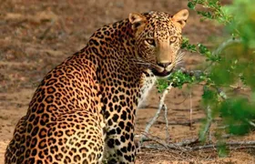 Wilpattu Wild Safari Day Trip - Private & All Inclusive