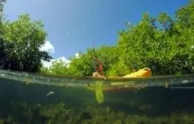 Magic Mangrove Paddle in Beef Island Lagoon
