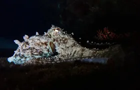 Night snorkelling tour