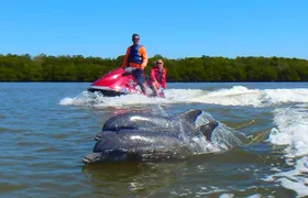 Avi's Premium Dolphin Tour by Jet Ski