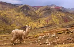 Full-Day Private Hike to Palcoyo Mountain