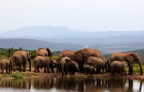 Addo Elephant Full Day Safari with a Traditional South African Braai (BBQ) Lunch