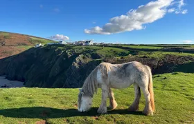 Private Day Tour of Gower's Cliffs & Beaches from Cardiff/Swansea