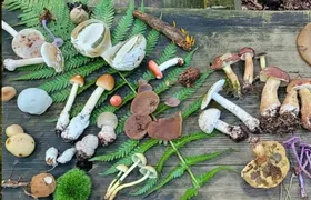 Mushroom foraging guided hike in Bielefeld