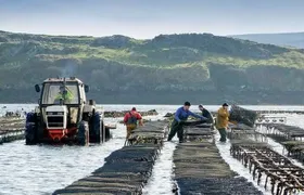 Oyster Farm and Tasting Experience