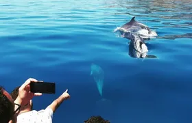 Sesimbra: Arrábida Dolphin and Whale Watching tour with biologist